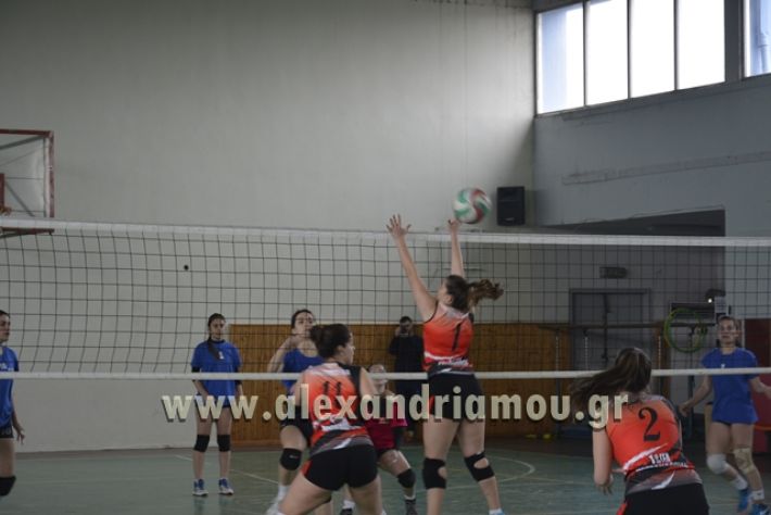 volley _1ogel-kassandra017